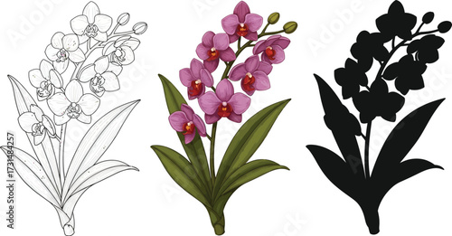 Orchid flower in line art, color, and silhouette illustration