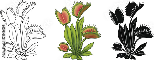 Venus flytrap in line art, color, and silhouette illustration