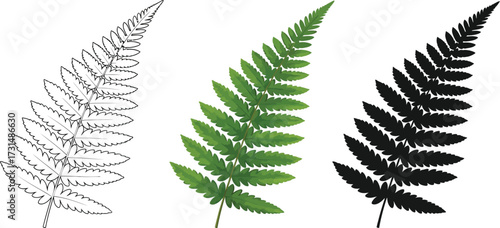 Fern leaf in outline, color, and silhouette illustration