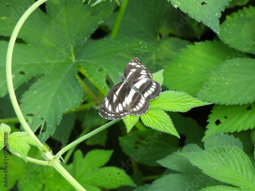 Butterfly on a leaf