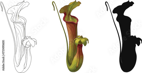 Pitcher plants in line art, color, and silhouette illustration