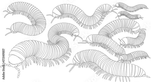 Group of Centipedes in Line Art Detailed Entomology Illustration