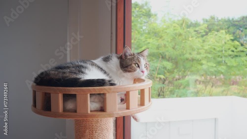 pet care concept with play and happy feeling with cat in living room 