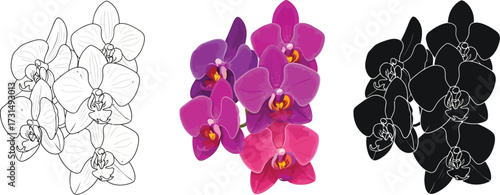 Orchid flower in outline, color, and silhouette illustration