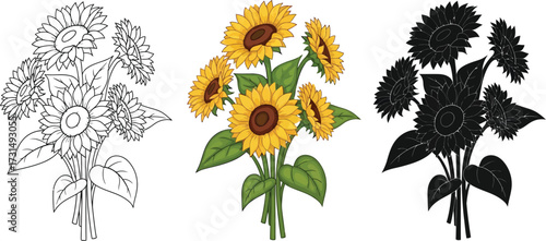 Sunflower in outline, color, and silhouette illustration