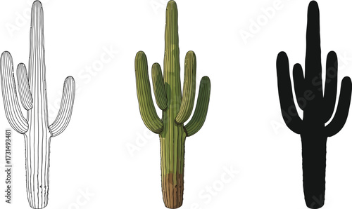 Saguaro cactus in line art, color, and silhouette illustration