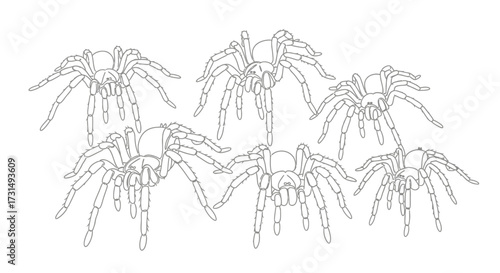 Detailed outline illustration of various tarantula spiders, arachnid vector art