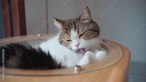 pet care concept with play and happy feeling with cat in living room 