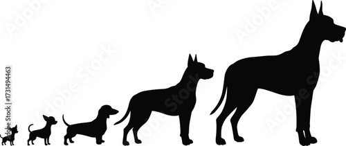 Silhouette illustration of different dog breeds in various sizes, growth stages concept, domestic pet animal vector design, canine evolution abstract art