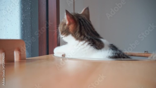pet care concept with play and happy feeling with cat in living room 