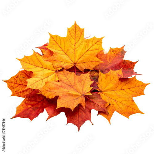 Wallpaper Mural  maple autumn leaf pile isolated on white background PNG Torontodigital.ca