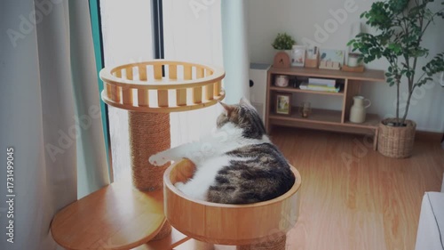 pet care concept with play and happy feeling with cat in living room 