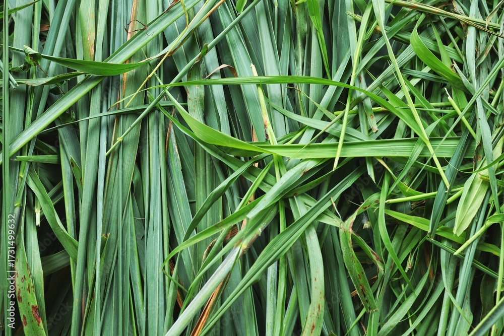 Obraz premium Green vetiver leaves background or texture