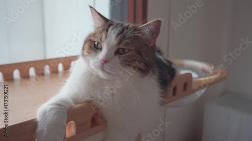 pet care concept with play and happy feeling with cat in living room 