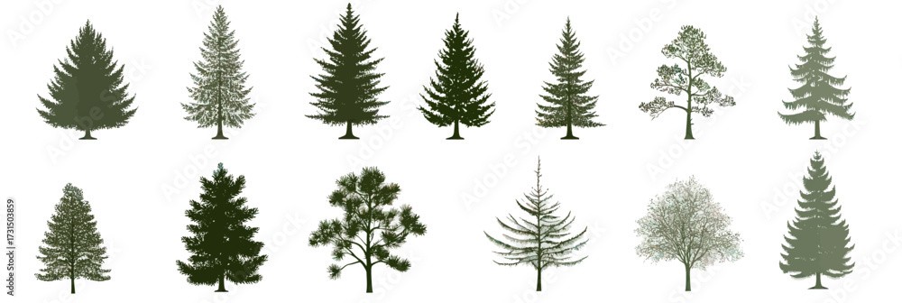 Set of sixteen different coniferous evergreen fir tree silhouettes in flat minimalist style with detailed leaf shapes and pine needles on white background for design and nature concept usage