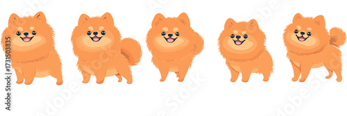 Set of five smiling cute Pomeranian dog illustrations in different poses with fluffy orange fur flat vector design stickers collection of small toy dogs for pet lovers and animal graphics