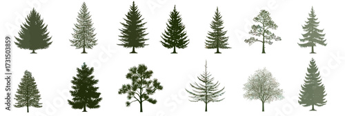Set of sixteen different coniferous evergreen fir tree silhouettes in flat minimalist style with detailed leaf shapes and pine needles on white background for design and nature concept usage