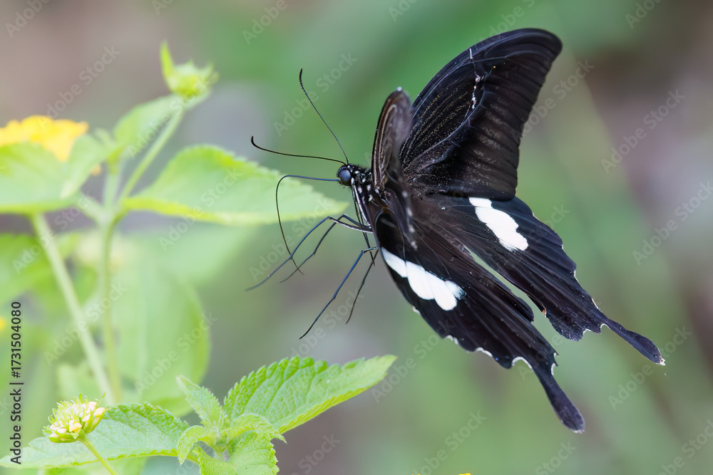 Fototapeta premium 美しいモンキアゲハ（アゲハチョウ科）。 ランタナ（クマツヅラ科）の花の蜜を吸っている。 英名学名：The Red Helen, Papilio helenus, swallowtail Butterfly Lantana, Lantana camara 静岡県伊豆半島賀茂郡南伊豆町中木ヒリゾ浜、石廊崎オーシャンパーク-2025年 