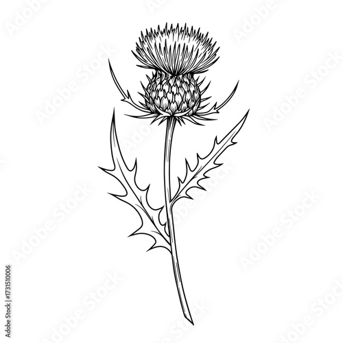 Detailed Line Art Illustration of a Majestic Thistle