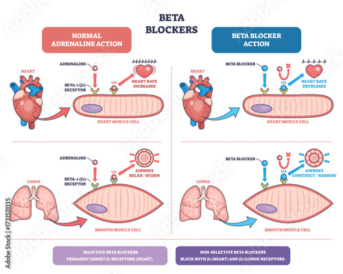Beta blockers diagram shows how these drugs reduce heart rate and constrict airways by blocking beta receptors in heart and lungs. Outline diagram