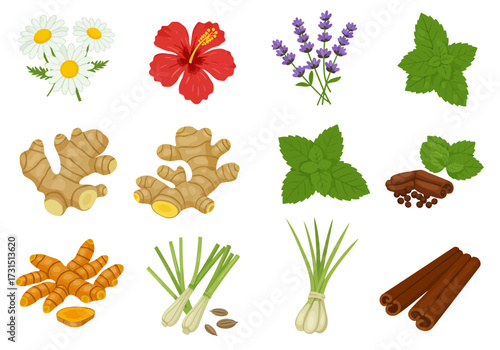 A collection of herbal tea ingredients like flowers ginger mint and spices arranged on a white background