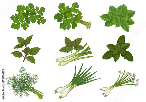 Herbs coriander basil dill green onion  chives arranged in a 3x3 grid on a white background