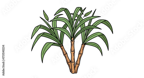 Illustration of sugar cane plants with green leaves on a white background botanical drawing