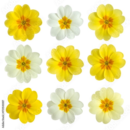 Nine primroses, yellow and white, arranged in a grid against a white background