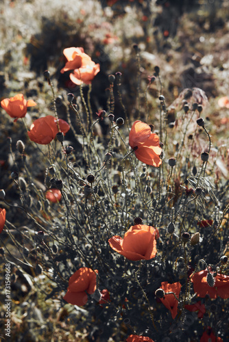 Red poppies growing in a summer meadow with sunlight and green stems