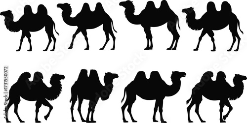 Silhouette illustration of camels with two humps, desert animal artwork, vector camel shapes, black camel silhouettes, camel design collection