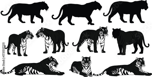 Tiger silhouette, realistic tiger, wild animal illustration, jungle predator, tiger poses, vector tiger art, walking, standing, lying down