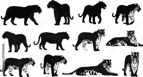Tiger silhouette, tiger poses, wild animal illustration, tiger anatomy, walking tiger, standing tiger, lying tiger, realistic tiger, vector tiger, tiger study