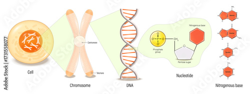 Cell, Chromosome, DNA(Deoxyribonucleic Acid), Nucleotide and Nitrogenous base. Thymine, Adenine, Guanine, Cytosine, Sugar phosphate backbone and base pair.