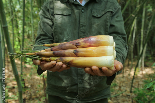 Farmer Holding Fresh Bamboo Shoots in Bamboo Forest - Sustainable Agriculture and Organic Farming
