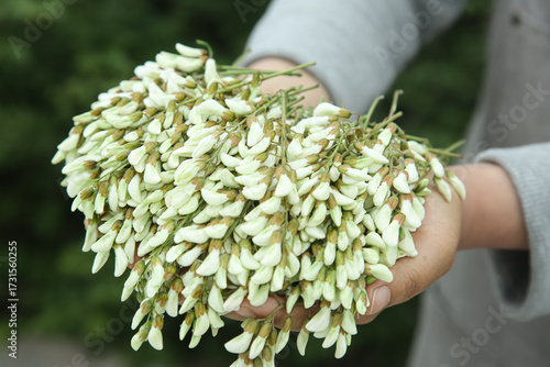 Fresh White Sophora Japonica Flower Buds Held in Hands - Traditional Asian Cooking Ingredient
