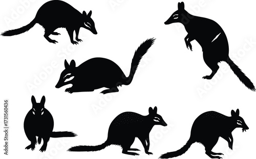 Australian bilby marsupial animal silhouettes set isolated on white background, wildlife vector illustration, endangered nocturnal species graphic design for nature