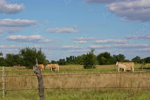 Kansas Cows in Farm Pasture blue sky clouds and grass