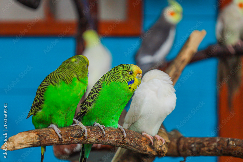 Obraz premium Colorful Close Up Budgerigar Group on Branch Exotic Pet