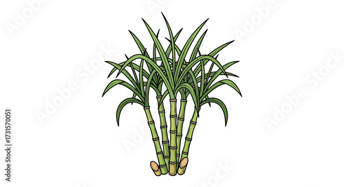 Illustration of a sugar cane plant with green leaves and bamboo like stems isolated on white