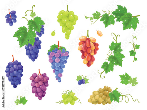 Grape varieties. Red, black, white and green grapes, raw materials for wine and juice production, bunches with leaves, natural harvest, delicious berries, classy vector isolated set