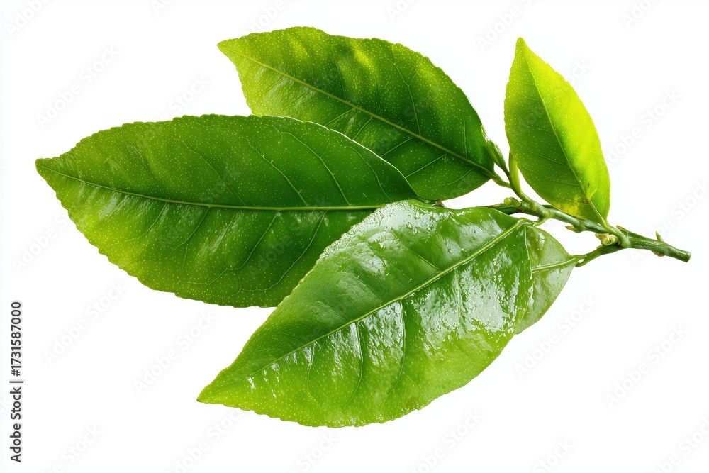 Obraz premium Fresh green limes on branch with leaves citrus fruit natural organic healthy vitamin C agriculture harvest tropical ingredient 