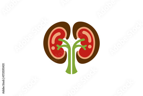 kidney design vector on whie background