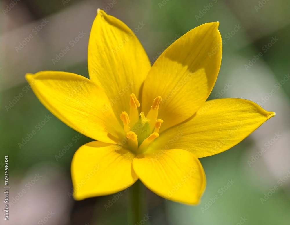 Obraz premium Close-up of a vibrant yellow flower (6)