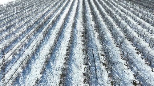 Aerial View of Snow Covered Orchard in Winter, Rows of Frosty Trees