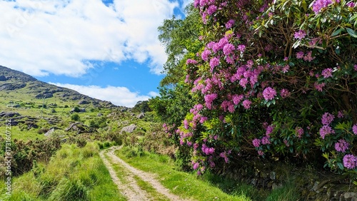 Pink flower in Ireland