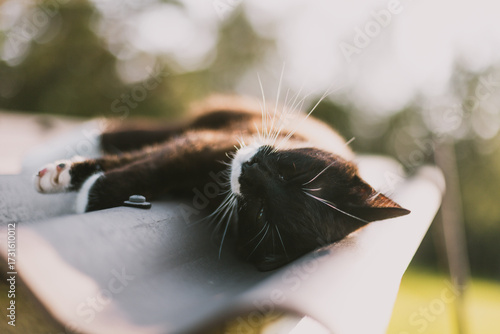 black cat with a white neck and paws sleeps on the slate roof of a woodshed on a warm summer sunset evening.