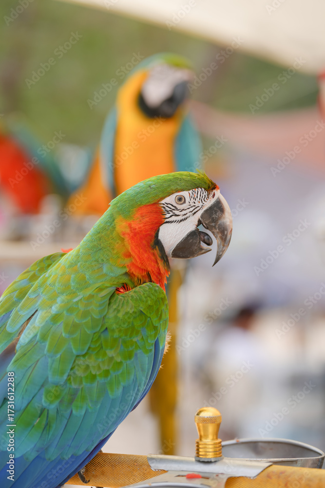 Naklejka premium harlequin macaw (hybrid macaw) bird Pets are people's friends macaw parrot free flying bird .