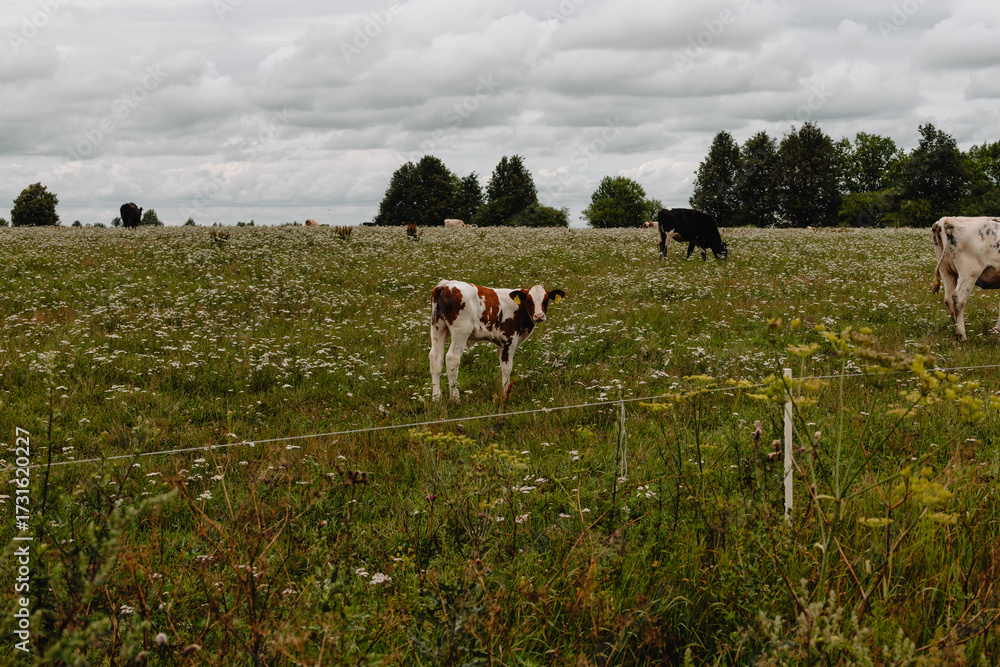 Fototapeta premium spotted white with brown spots baby cow - calf graze in a meadow under a cloudy sky. The pasture is bounded by an electric fence.