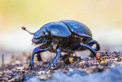 A dung beetle on a light background