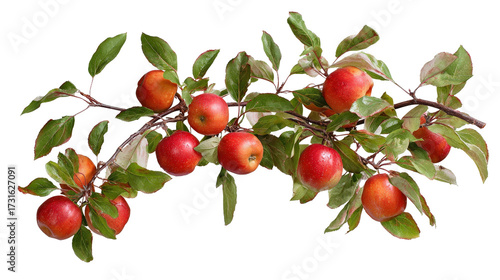apple tree branch with apples and green foliage top view isolated on a Transparent background, PNG file.
